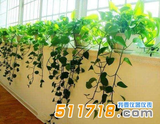 绿植真的可以去甲醛吗.jpg